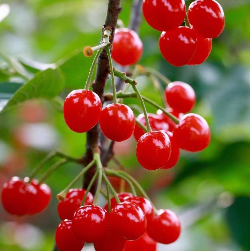 榴蓮水果，車厘子，大櫻桃可以走航空貨運，具體要求如下