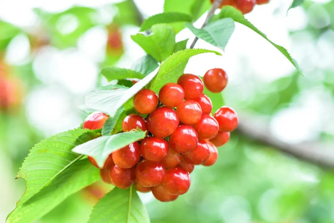 成都水果櫻桃空運-限時達空運物流公司