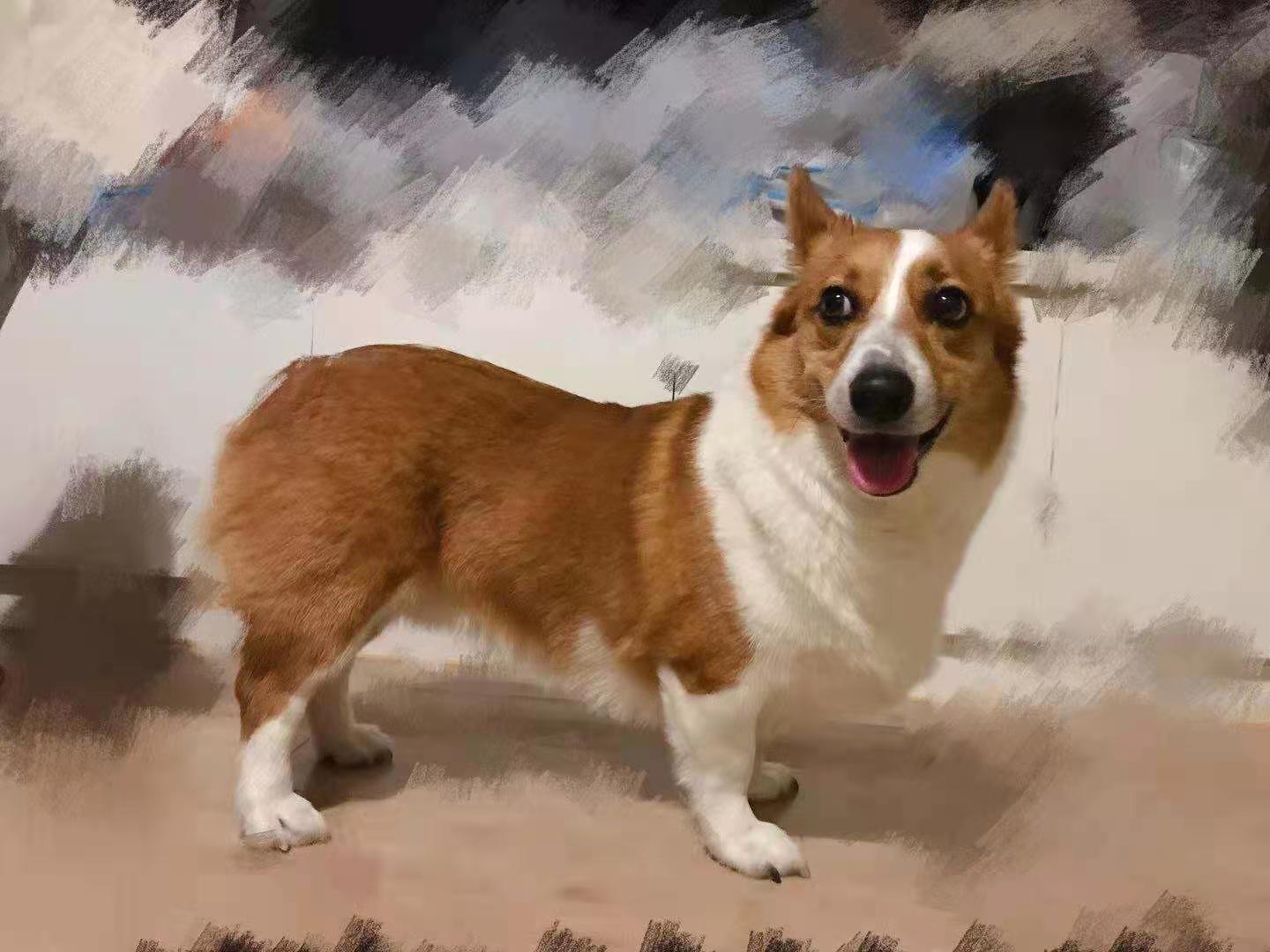 今日達(dá)寵物航空托運(yùn)成都到深圳-今日達(dá)空運(yùn)物流公司