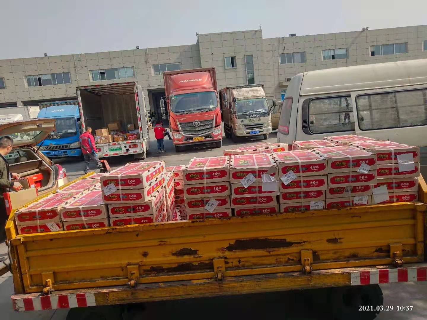 寵物活體可以空運嗎？-限時達空運物流公司